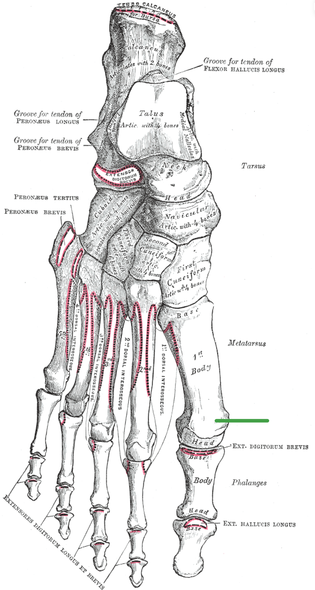 bones of the foot